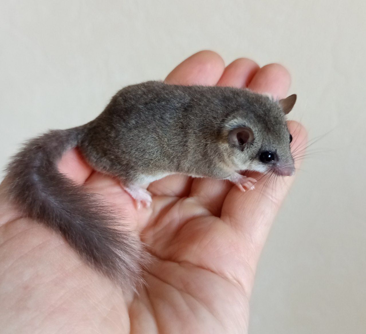 Африканські Соні, савана соня