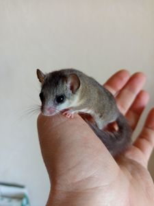 Африканські Соні, савана соня