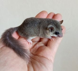 Африканські Соні, савана соня