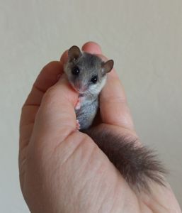 Африканські Соні, савана соня