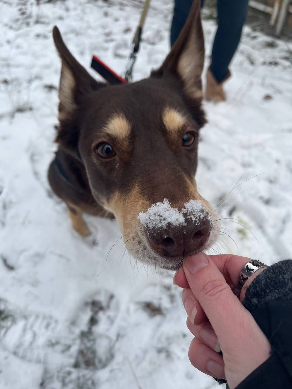 Собачка на трьох лапках але з великим серцем