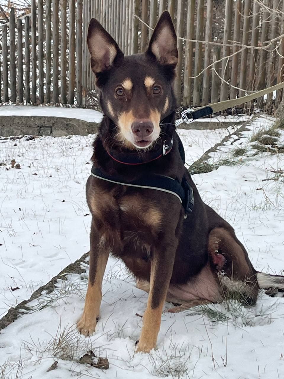 Собачка на трьох лапках але з великим серцем