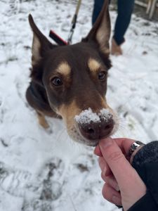 Собачка на трьох лапках але з великим серцем