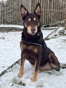 Собачка на трьох лапках але з великим серцем