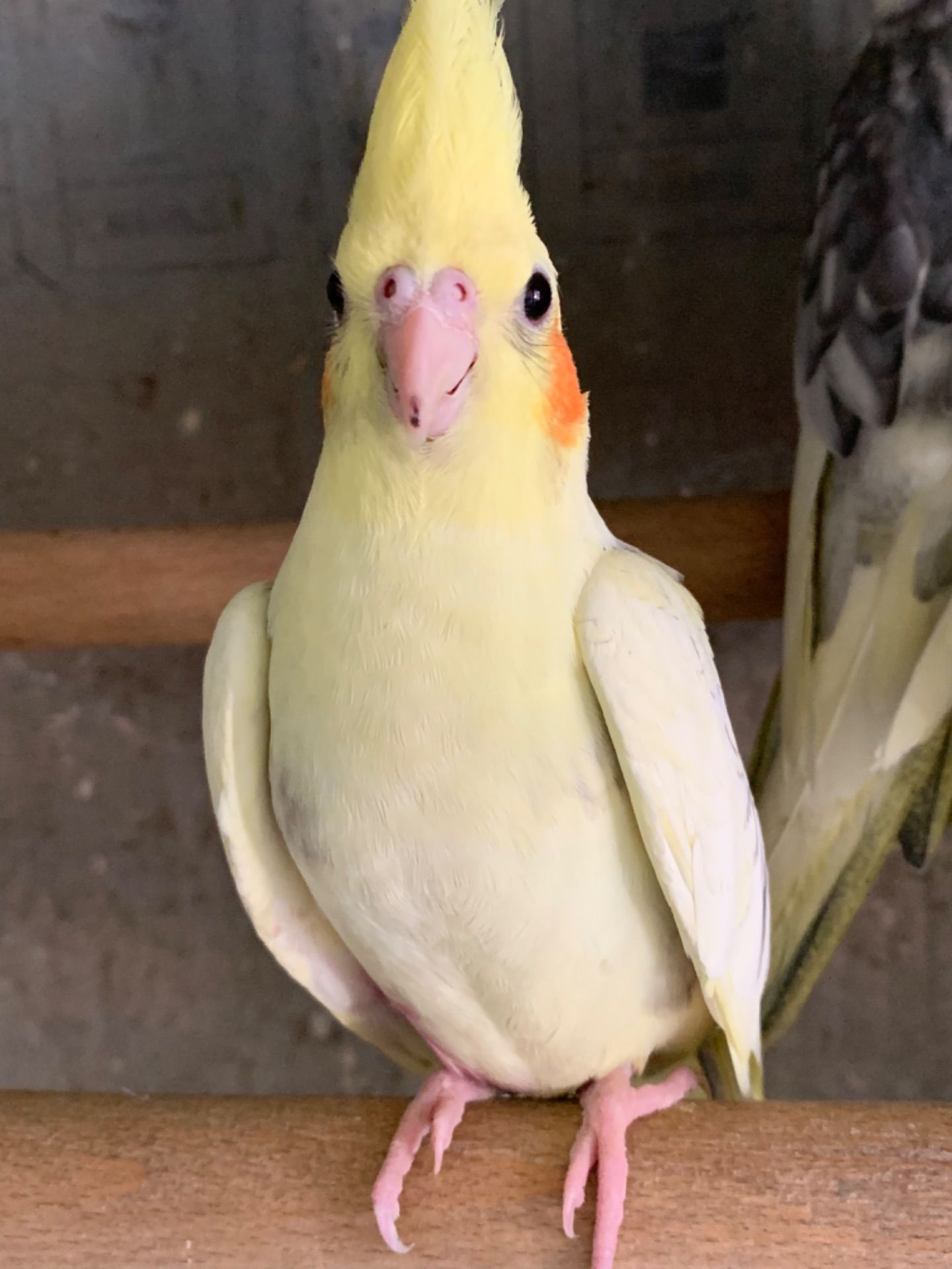 Папуги Корелла, молоді та ручні пташечки для навчання розмови