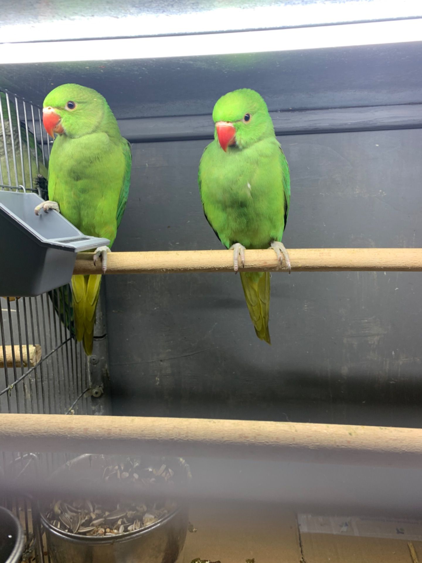 Синие птенцы ожереловые попугаи выкормыши