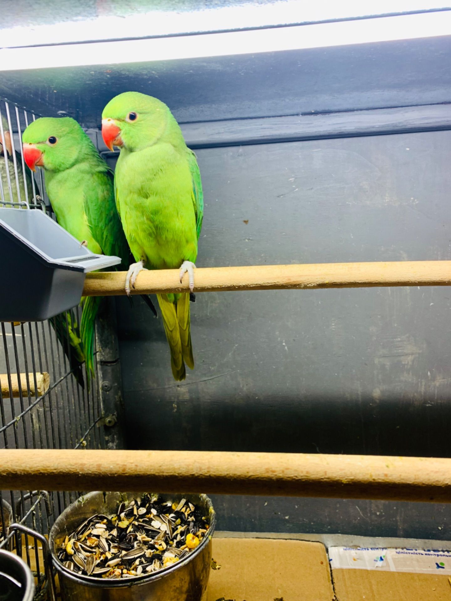 Синие птенцы ожереловые попугаи выкормыши