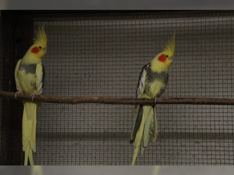 Папуга корела ручні, домашні, корела