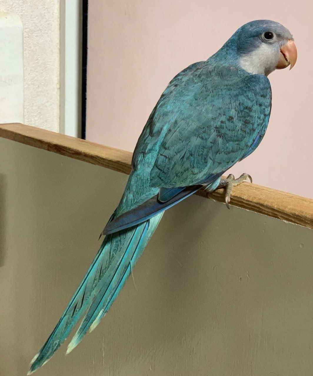 Вигодовування папуги монахи, каліта зелені та інші