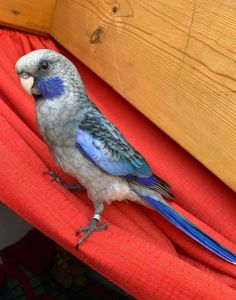 Чудові пташенятка Розелла, Доставка, різні кольори