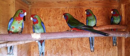 Чудові пташенятка Розелла, Доставка, різні кольори