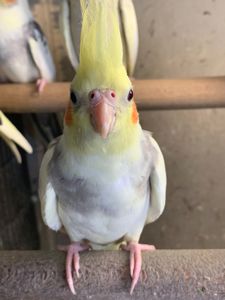 Папуги Корелла, молоді та ручні пташечки для навчання розмови