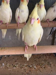 Папуги Корелла, молоді та ручні пташечки для навчання розмови