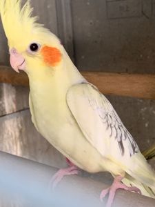 Папуги Корелла, молоді та ручні пташечки для навчання розмови