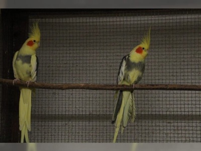 Папуга корела ручні, домашні, корела