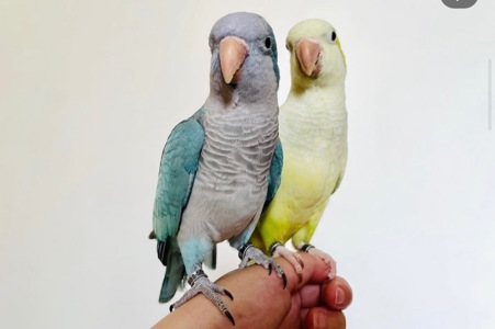 Вигодовування папуги монахи, каліта зелені та інші