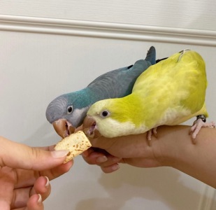 Вигодовування папуги монахи, каліта зелені та інші