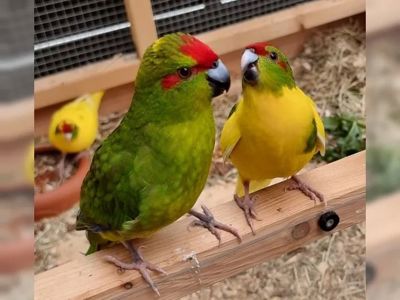 Какаріки молоді, є сформовані пари