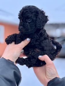 Цуценята той пудель