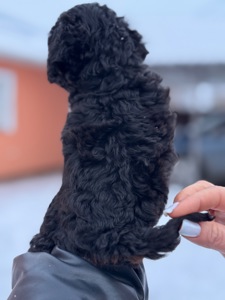 Цуценята той пудель