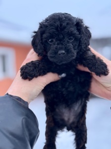 Цуценята той пудель