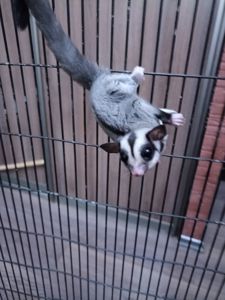 Цукровий поссум дівчинка