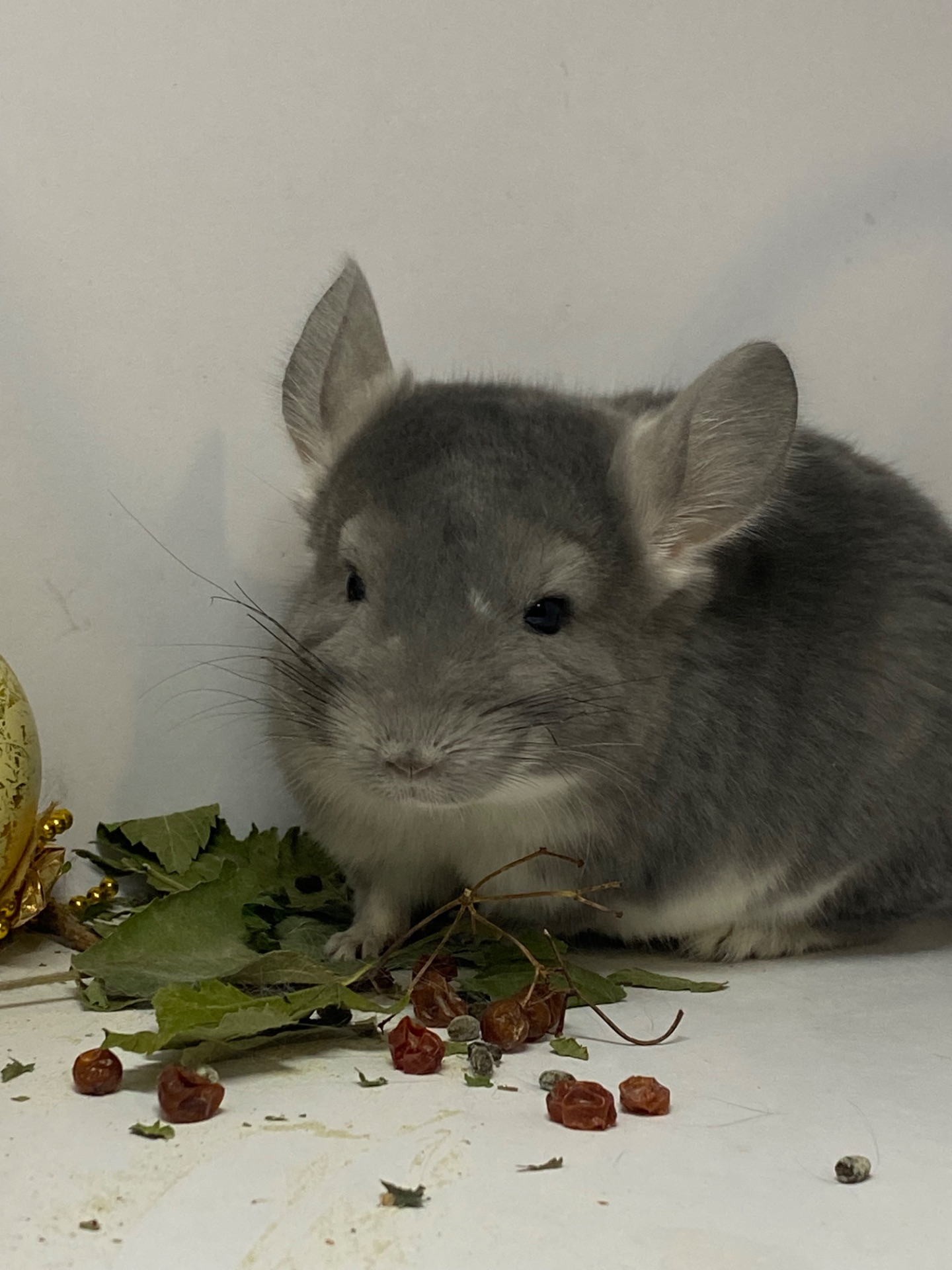 Шиншилла мальчик