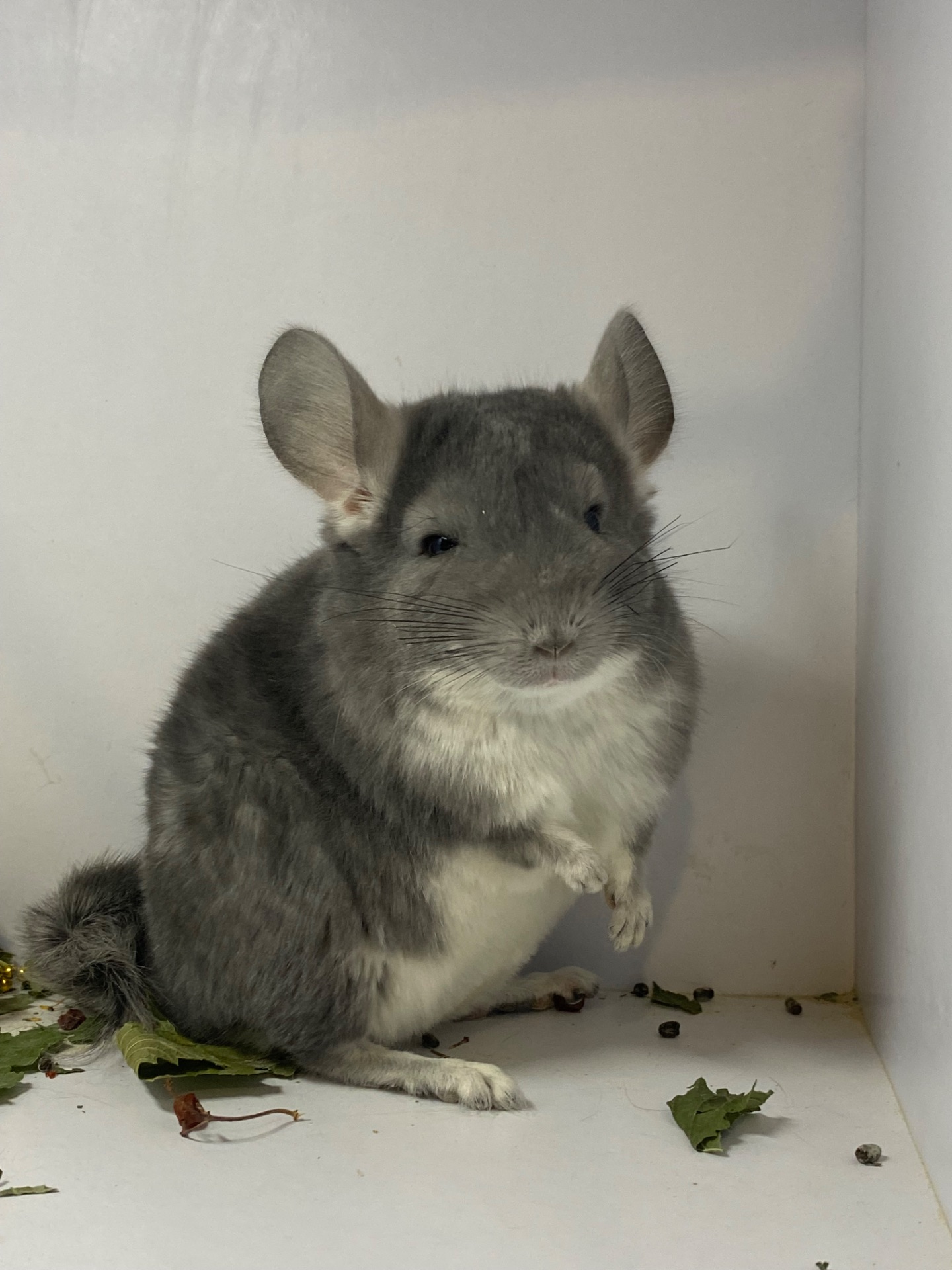 Шиншилла мальчик