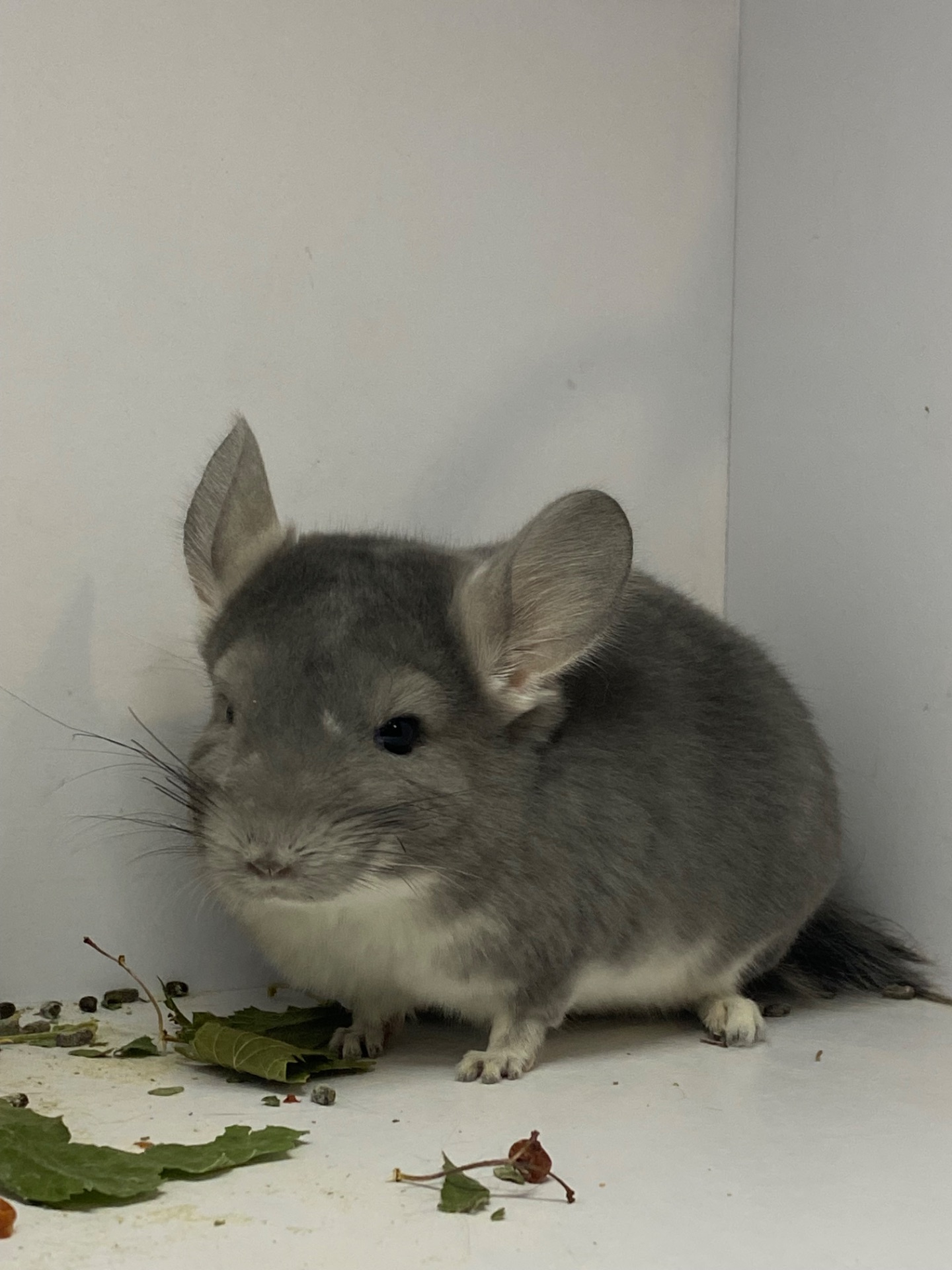 Шиншилла мальчик