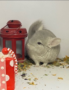 Шиншилла мальчик