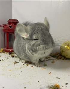 Шиншилла мальчик