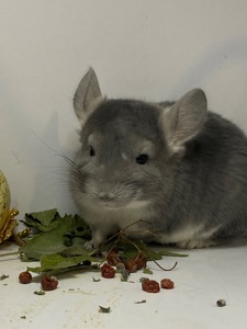 Шиншилла мальчик