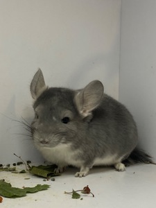 Шиншилла мальчик