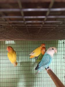 Неразлучники птенцы