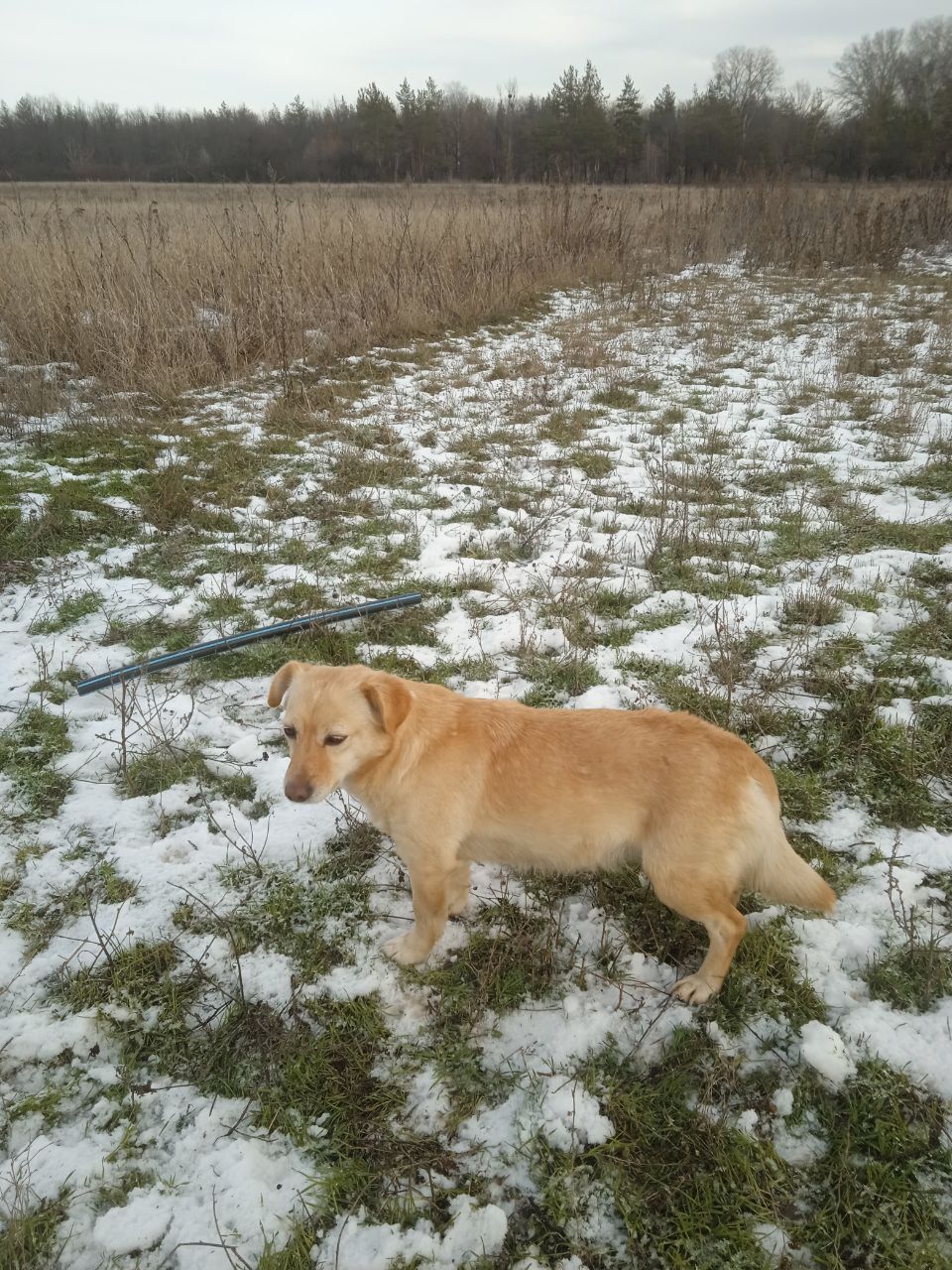 Лолита активная сарделька на небольших ножках