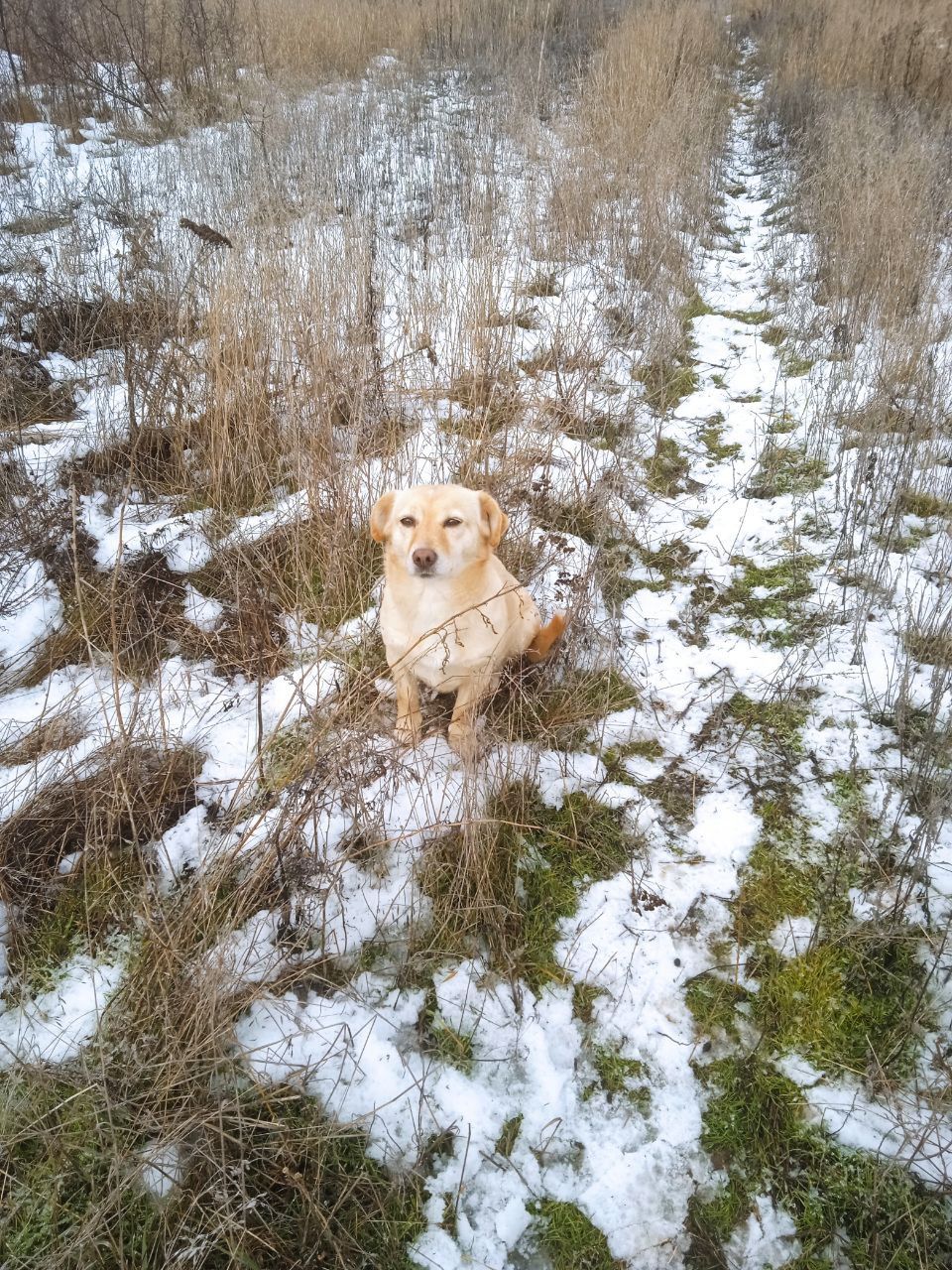 Лолита активная сарделька на небольших ножках