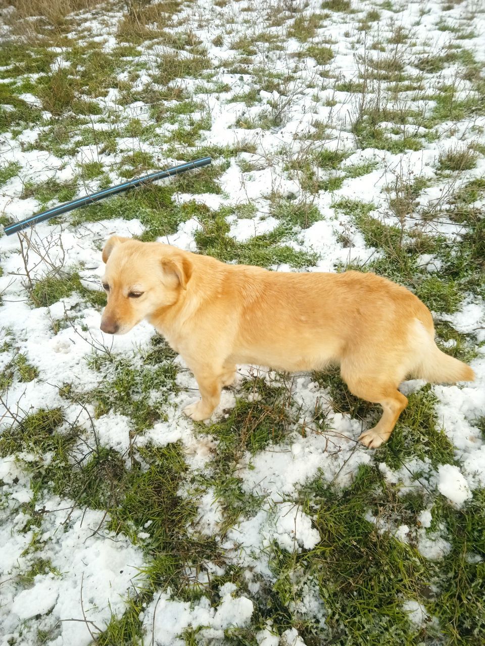 Лолита активная сарделька на небольших ножках