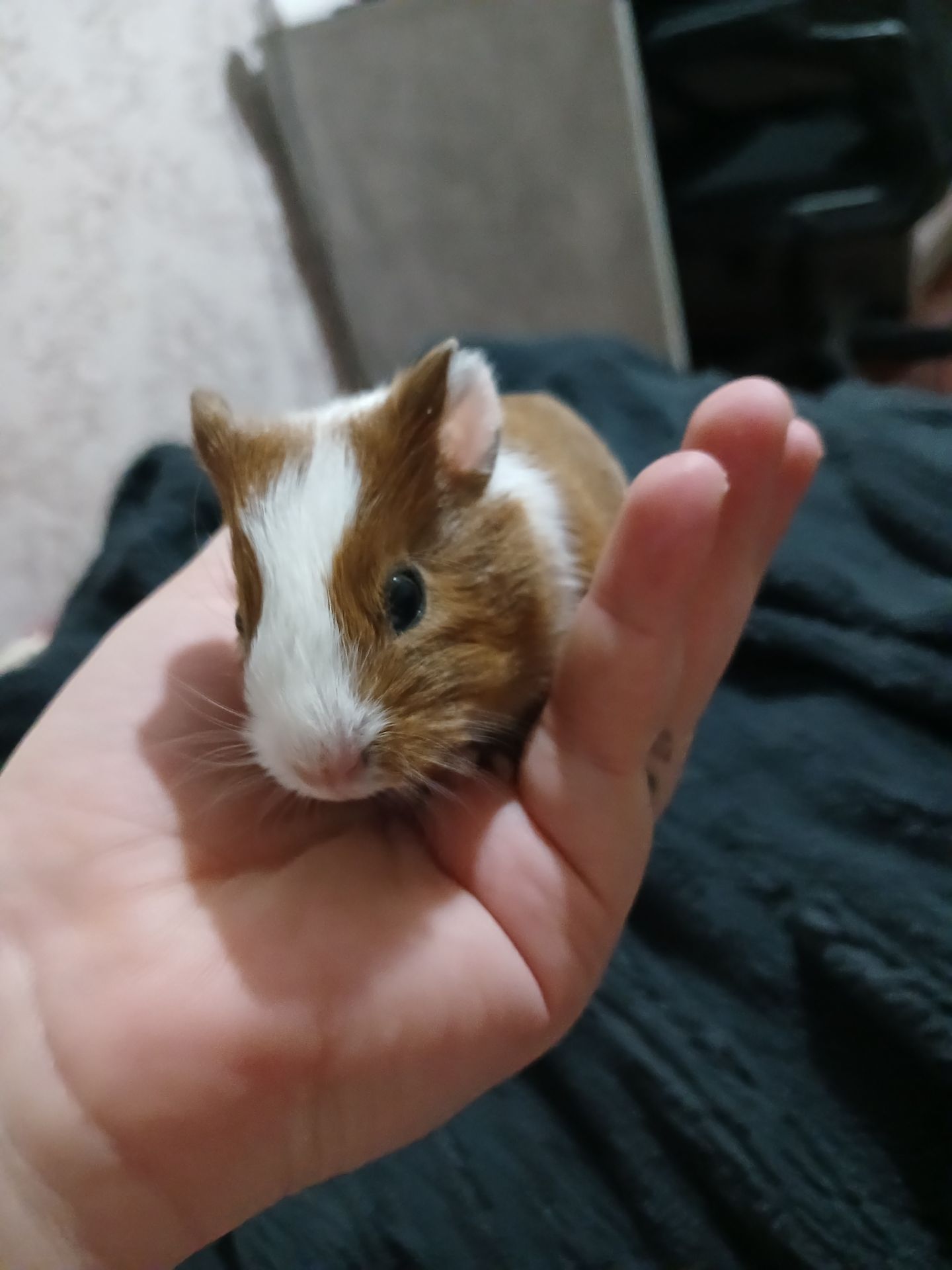 Американська морська свинка