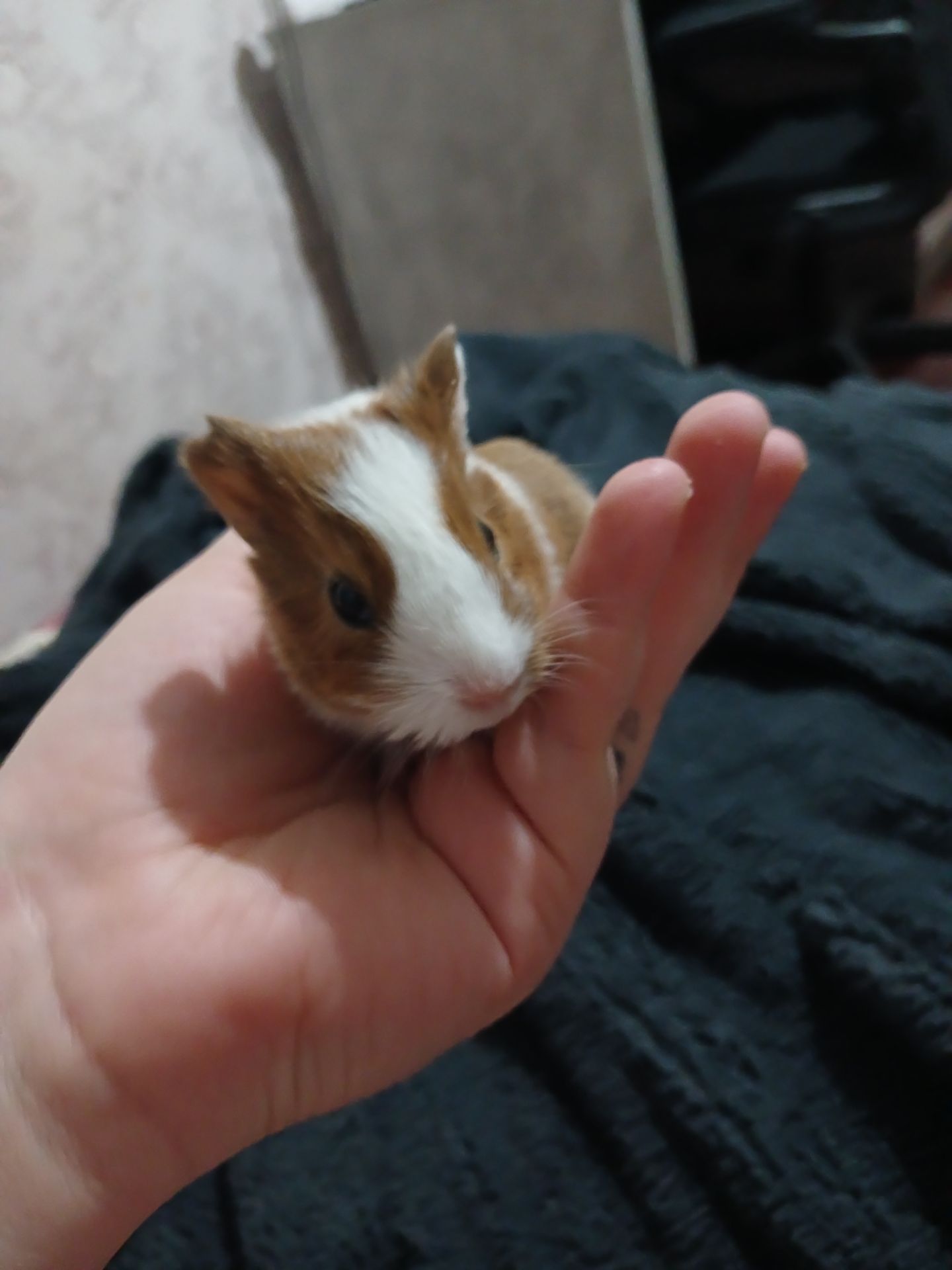 Американська морська свинка