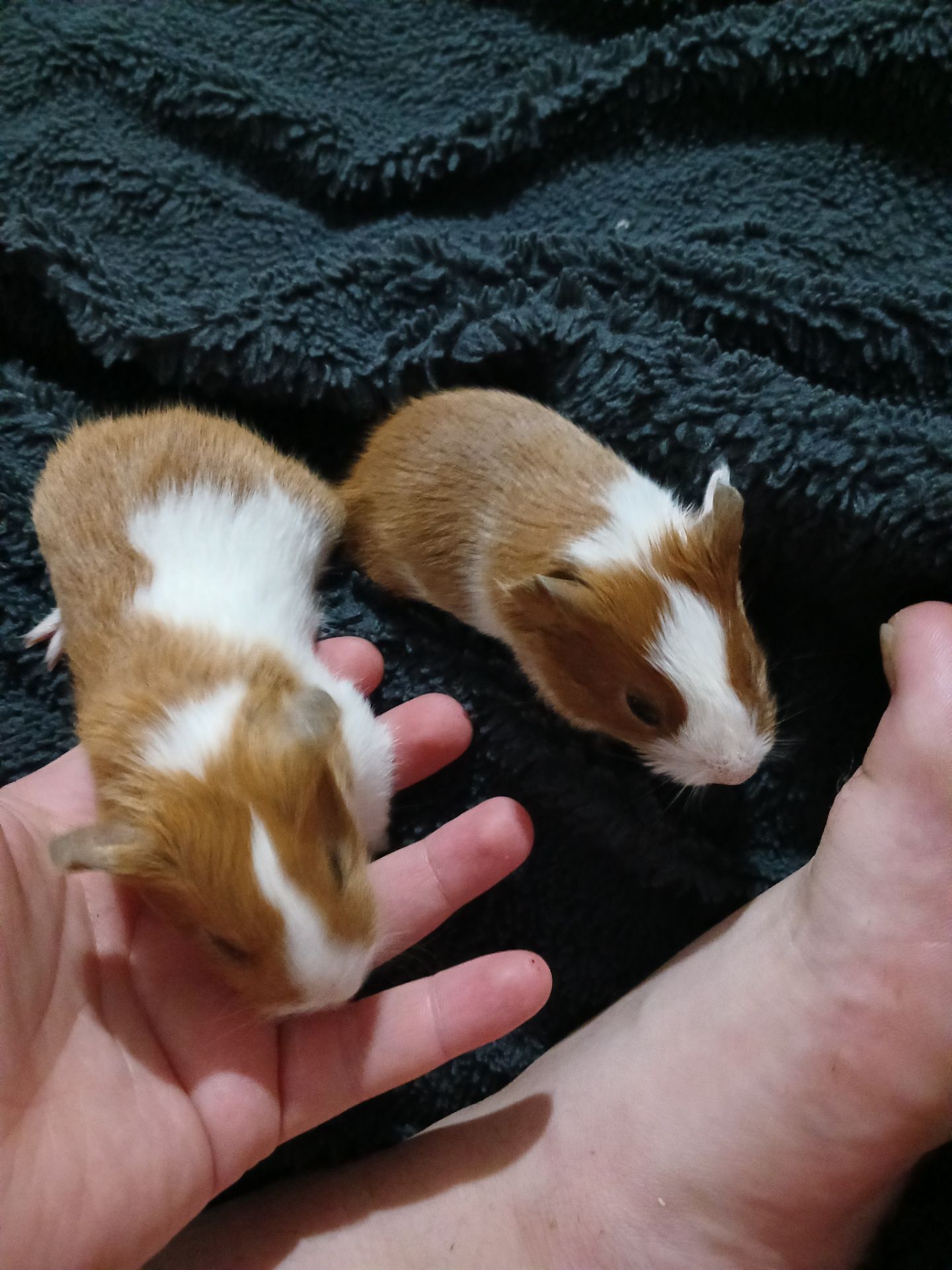 Американська морська свинка