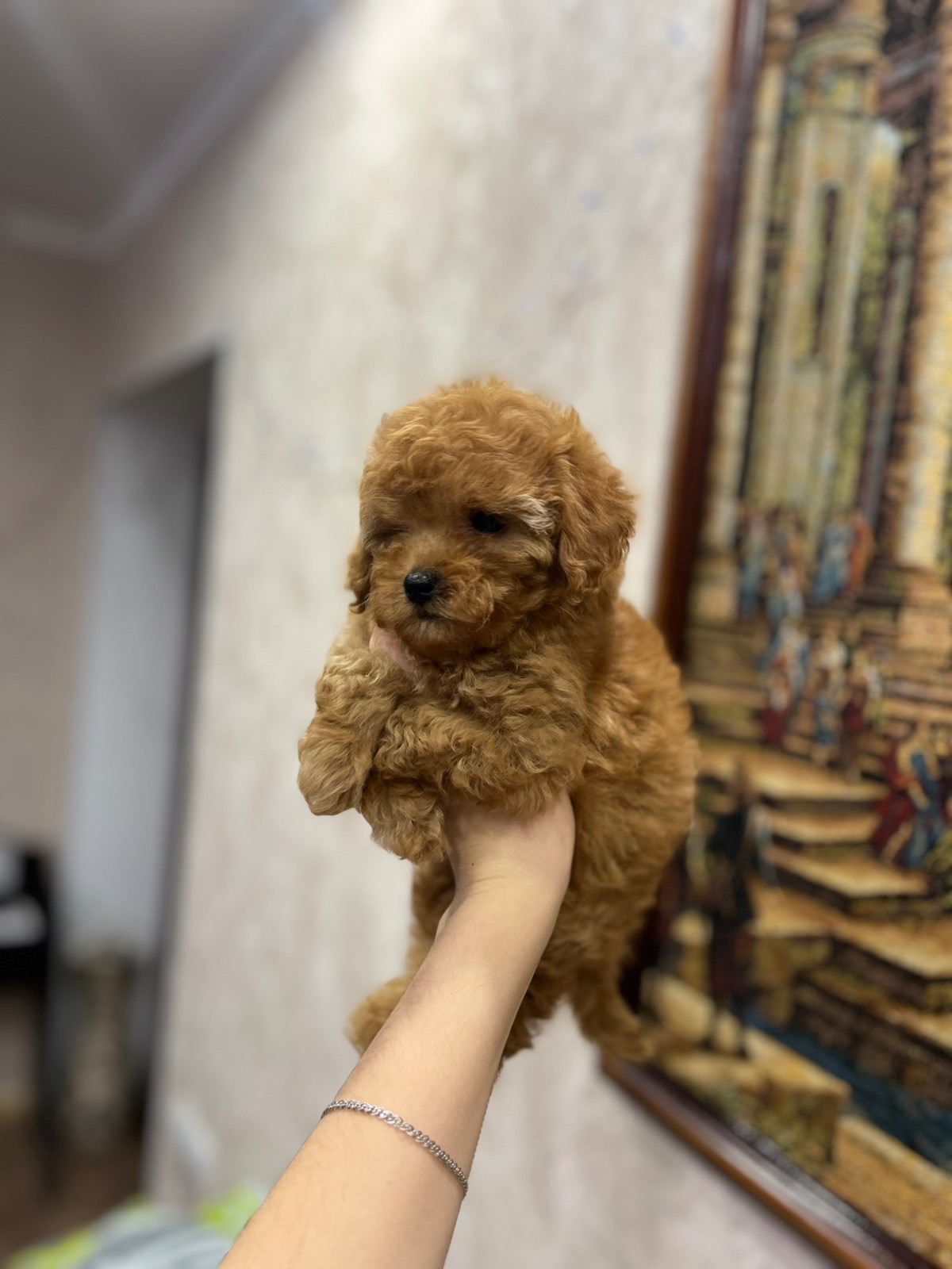 Дівчинка той пуделя