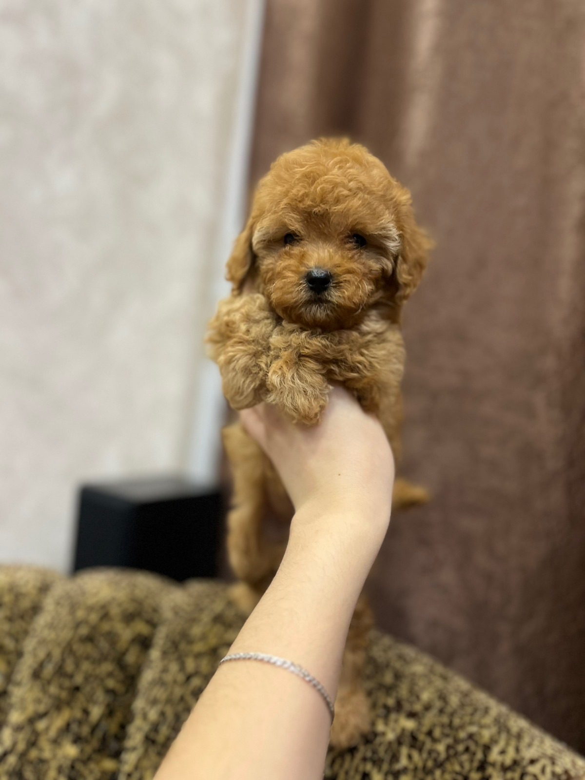 Дівчинка той пуделя