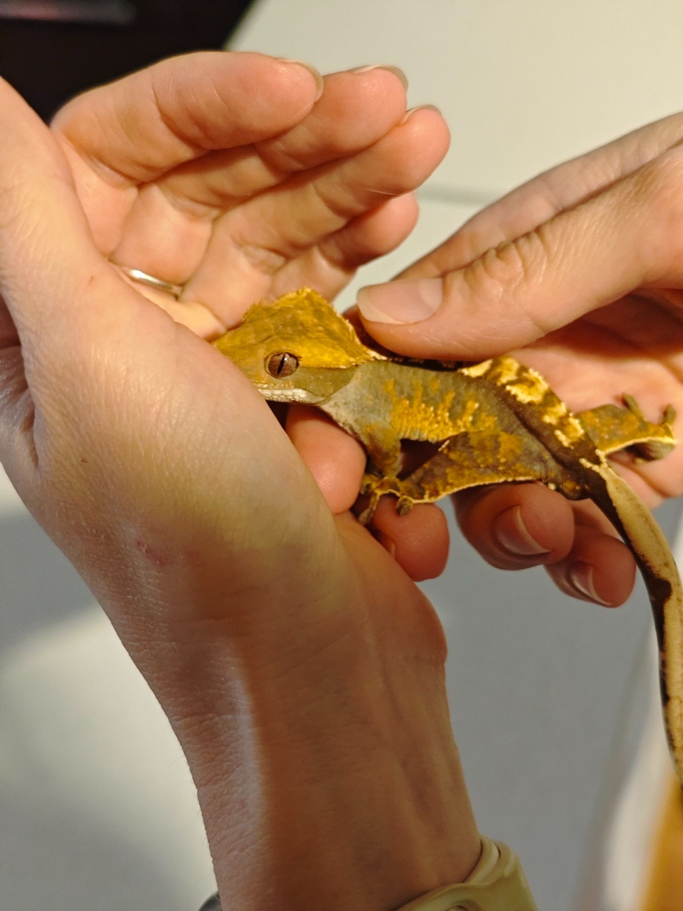 Продам хлопчика бананоїда