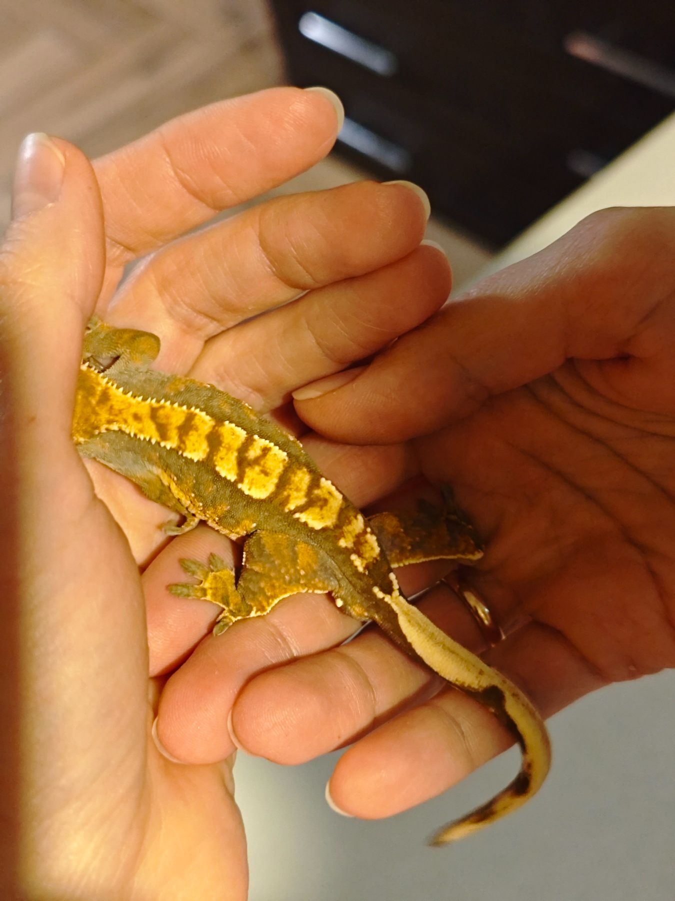 Продам хлопчика бананоїда