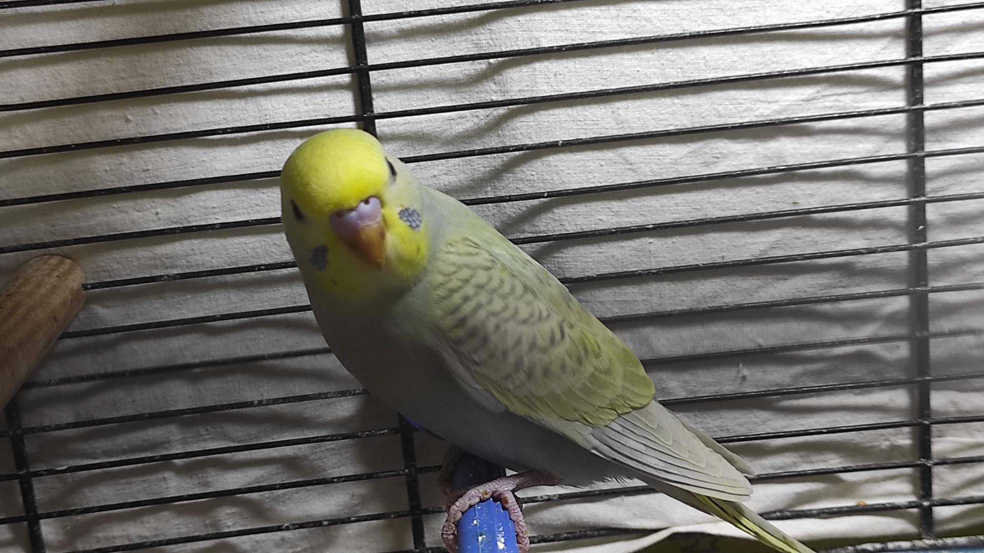 Радужные волнистые попугайчики