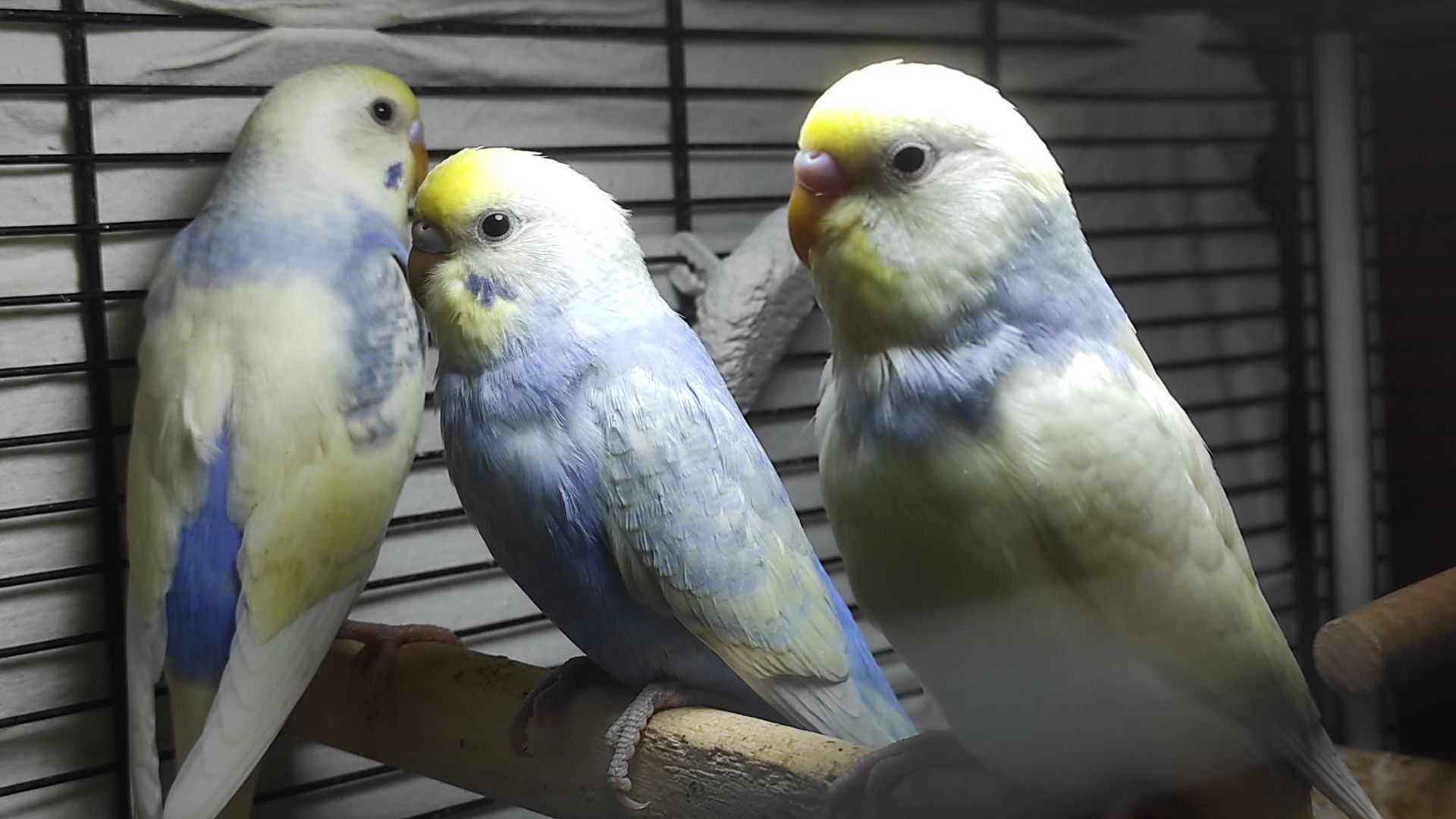 Радужные волнистые попугайчики