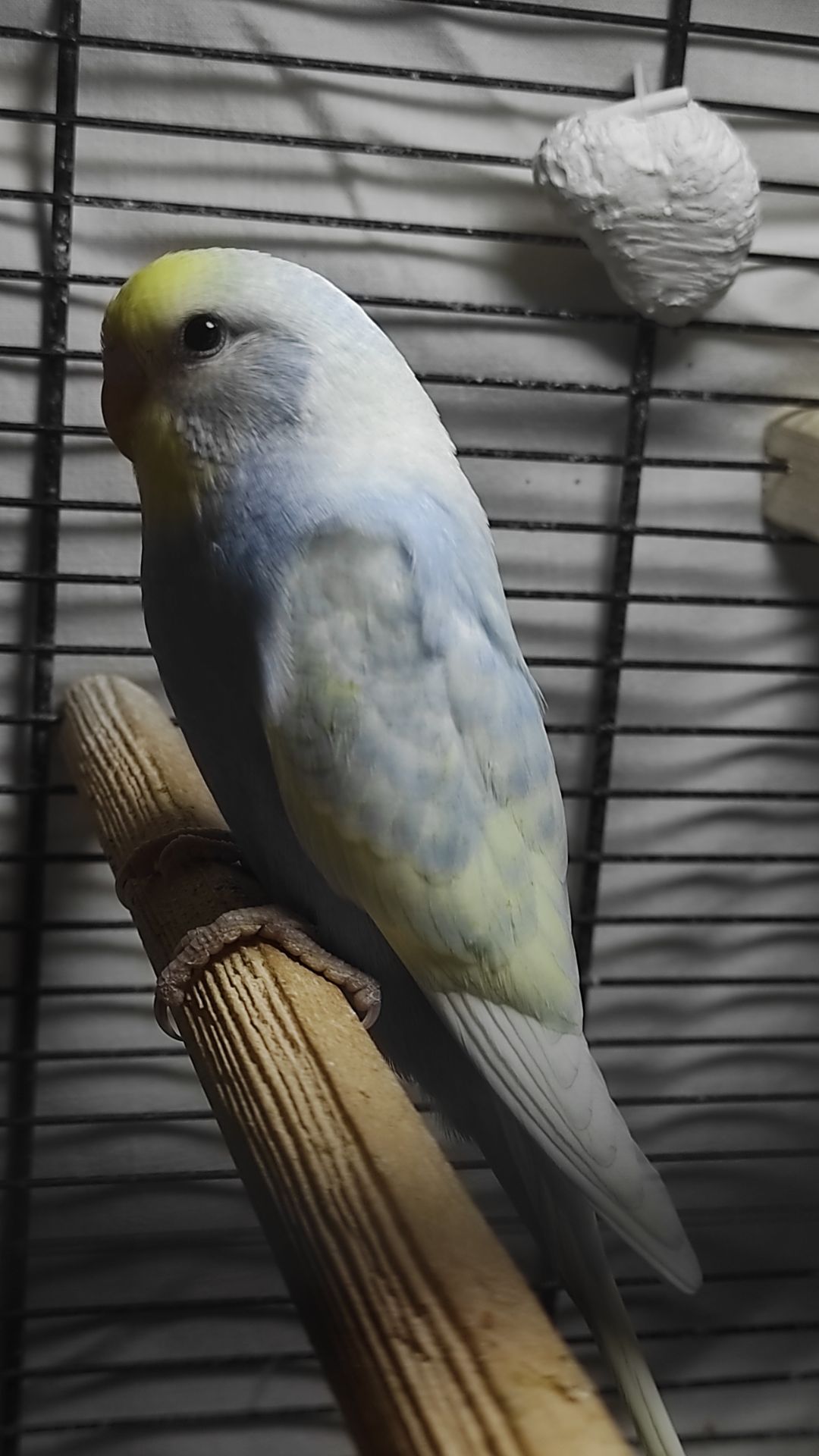 Радужные волнистые попугайчики