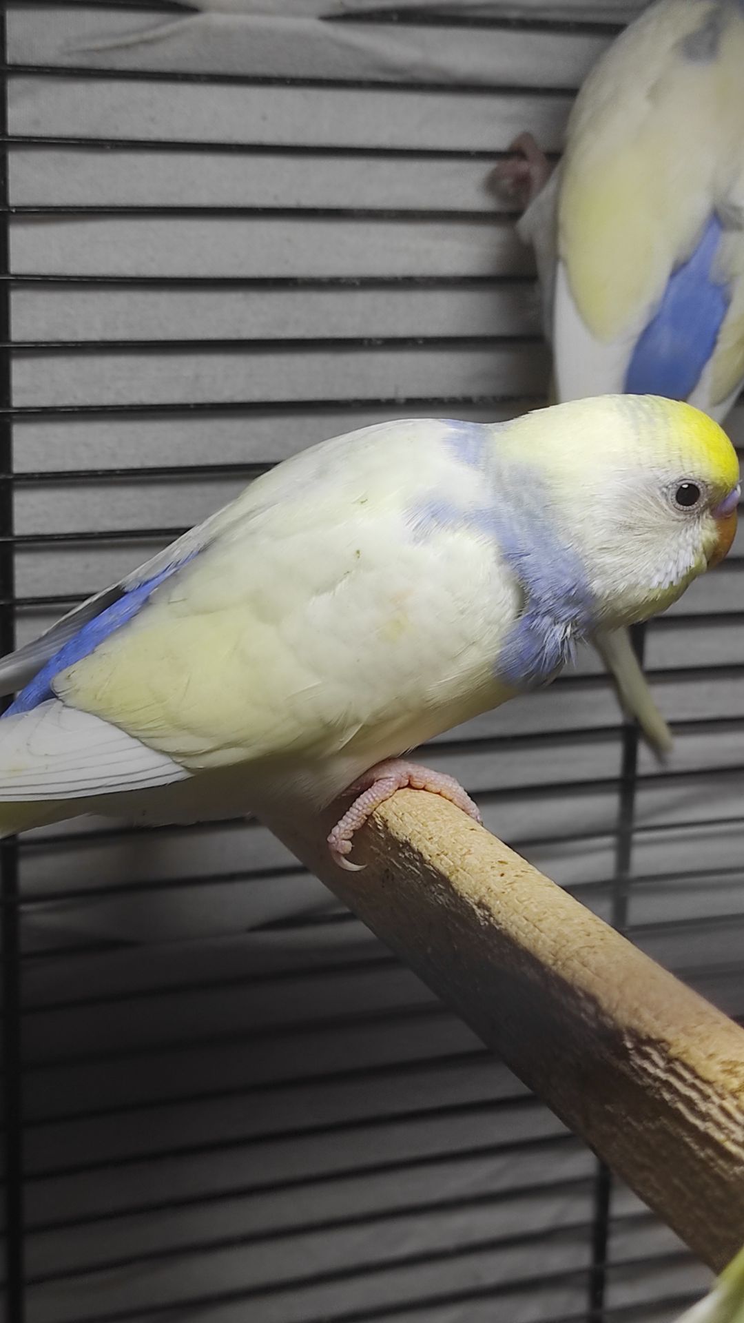 Радужные волнистые попугайчики