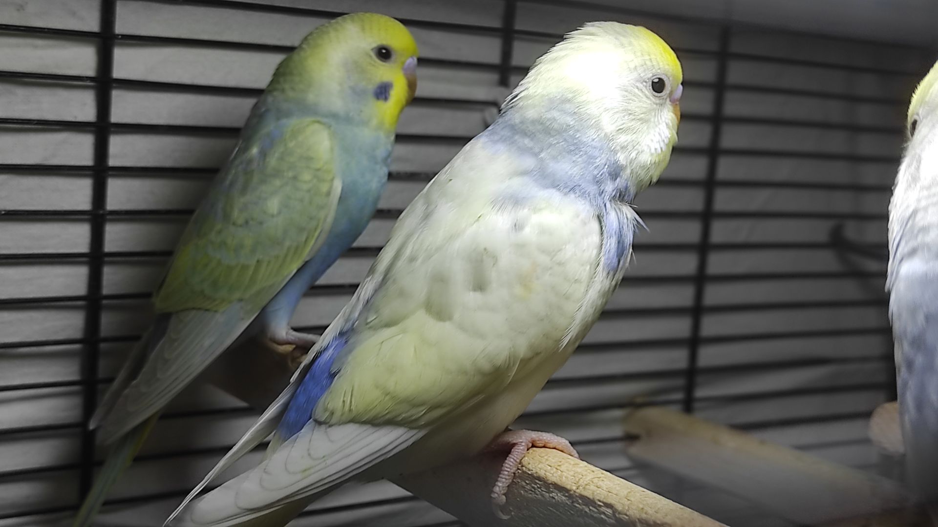 Радужные волнистые попугайчики