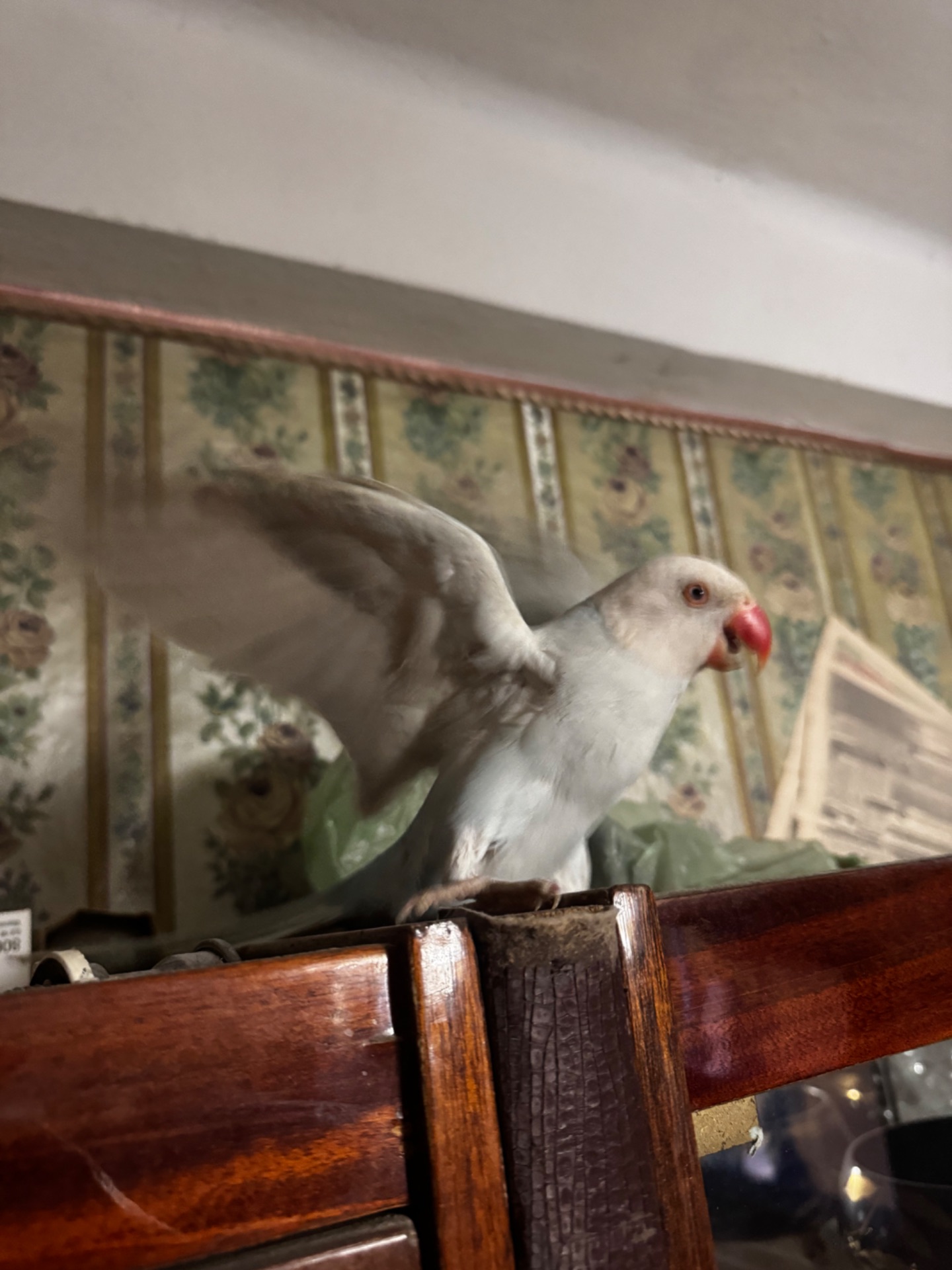 Ожереловый попугай